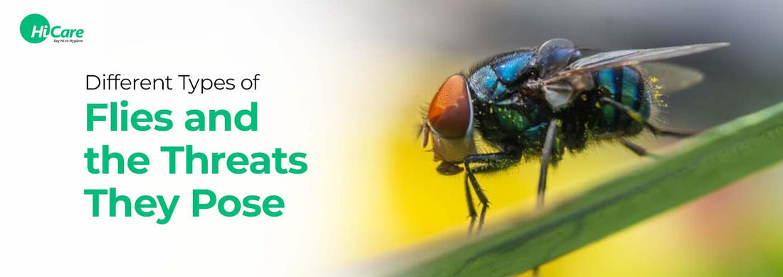 Different Types of Flies and the Threats They Pose