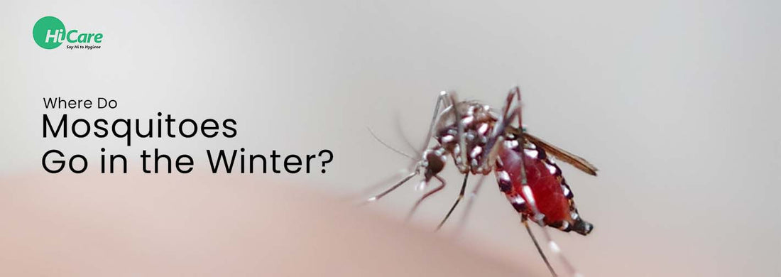 Where Do Mosquitoes Go in the Winter?