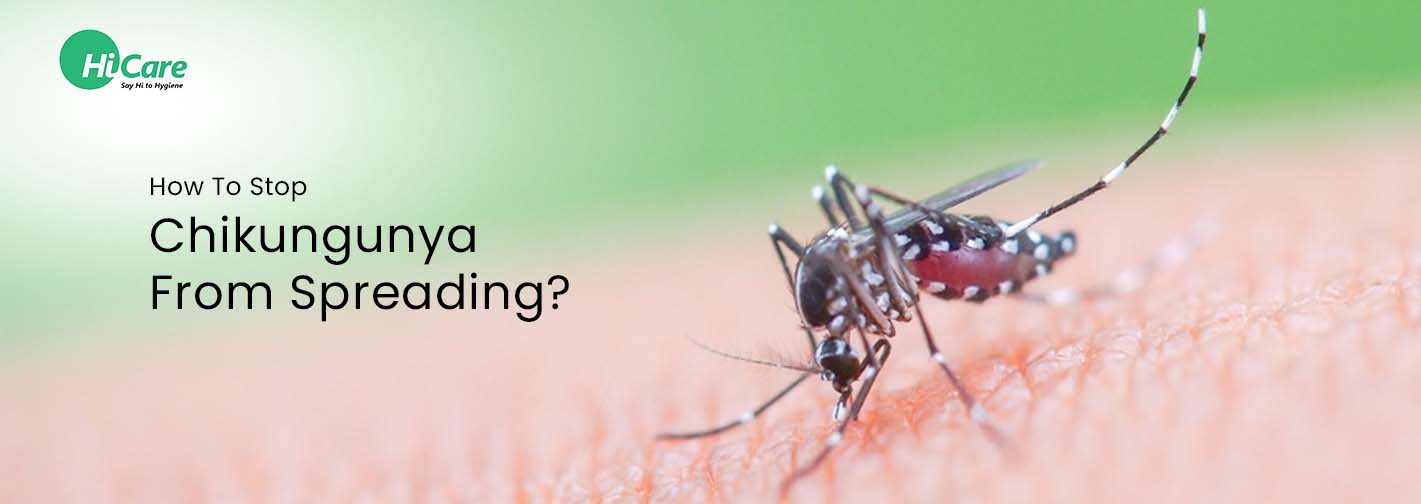 How To Stop Chikungunya From Spreading?
