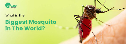 What is The Biggest Mosquito in The World?