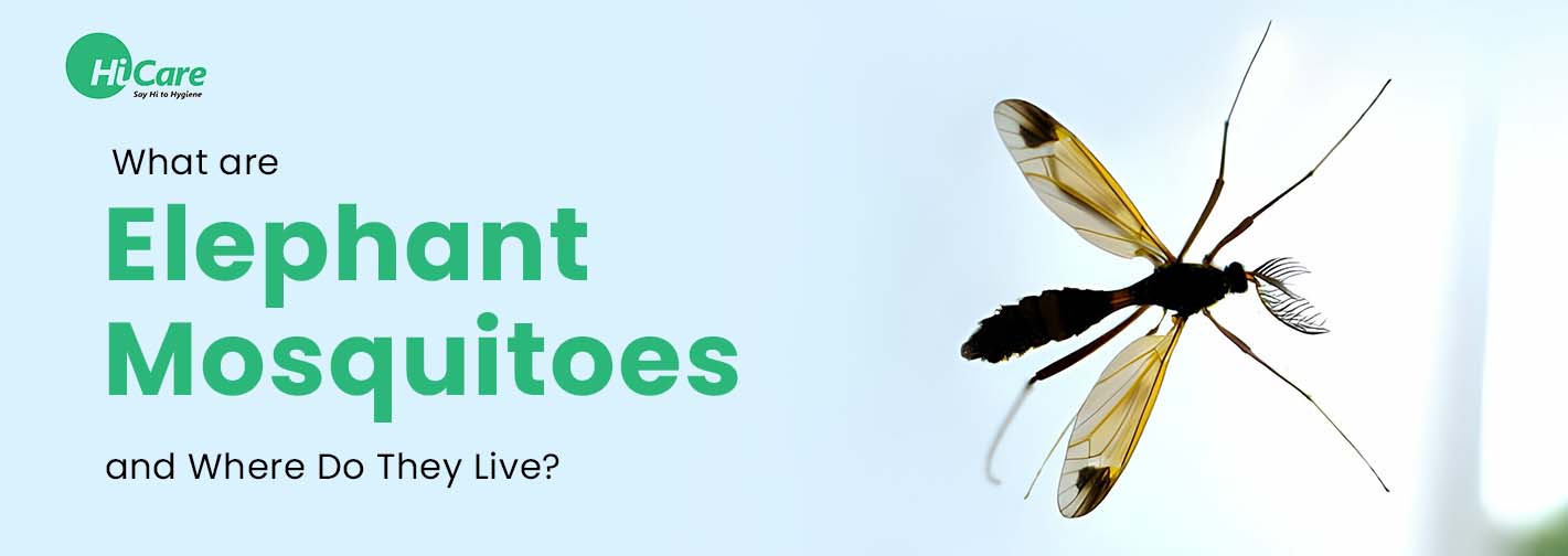 What are Elephant Mosquitoes and Where Do They Live?