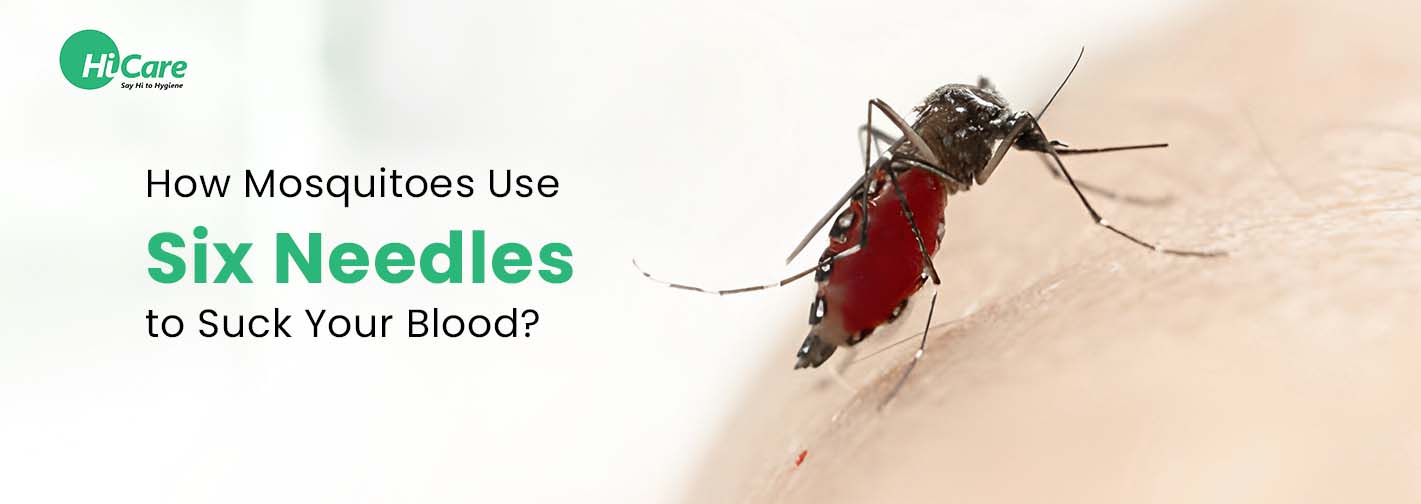 How Mosquitoes Use Six Needles to Suck Your Blood?