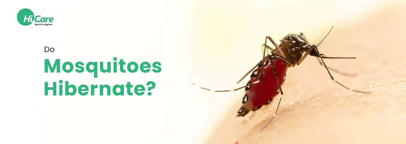 Do Mosquitoes Hibernate?