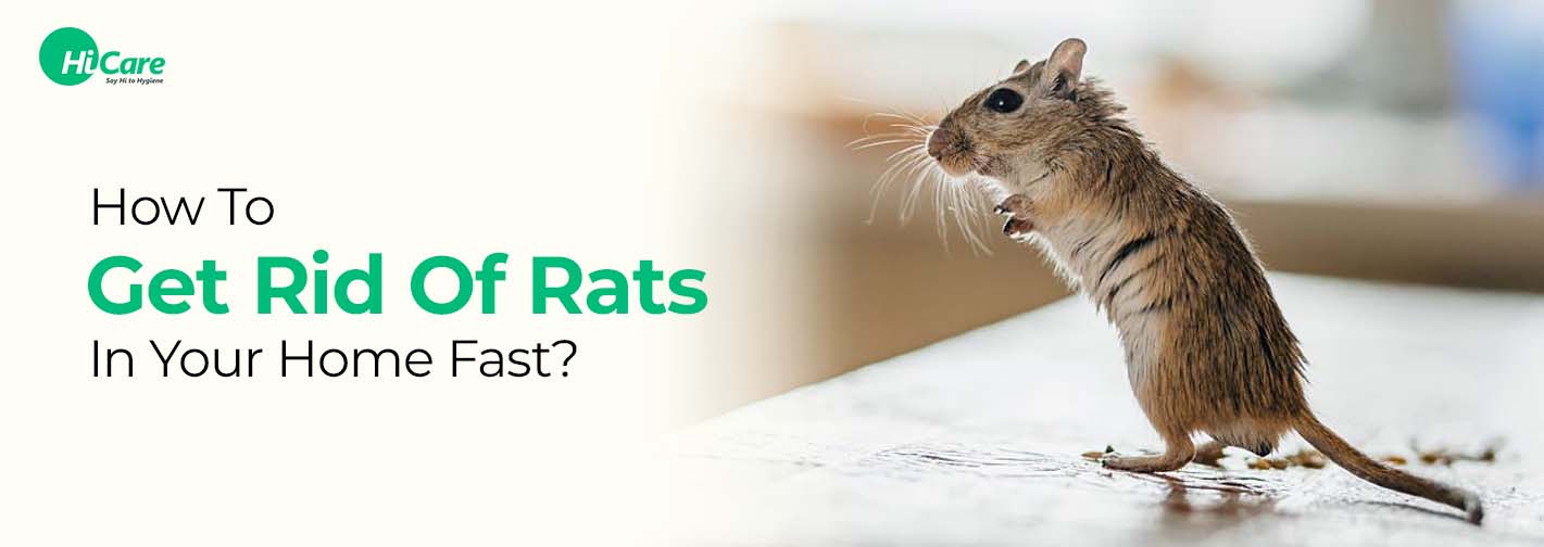 How To Get Rid Of Rats In Your Home Fast?