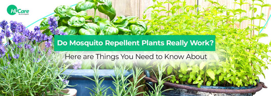 Do Mosquito Repellent Plants Really Work? Here are Things You Need to Know About