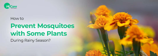 How to Prevent Mosquitoes with Some Plants During Rainy Season?