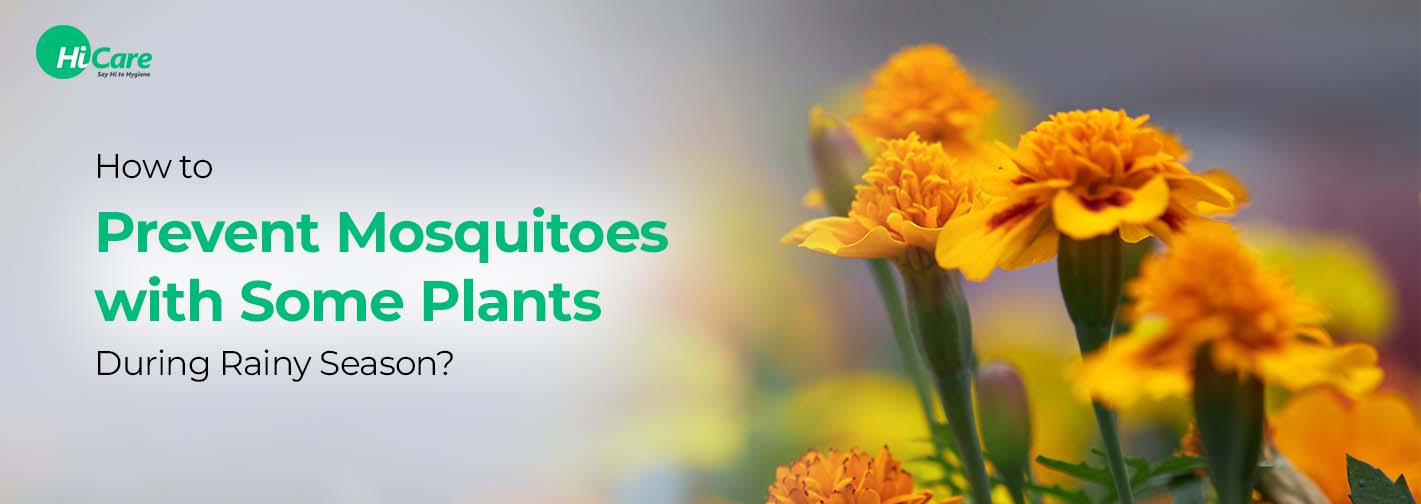 How to Prevent Mosquitoes with Some Plants During Rainy Season?
