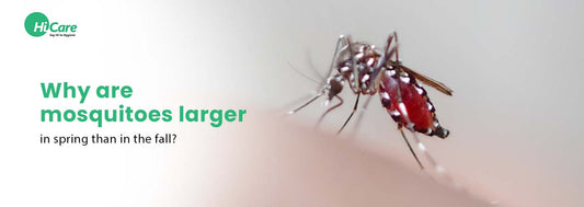 Why are Mosquitoes Larger in Spring than in the Fall?