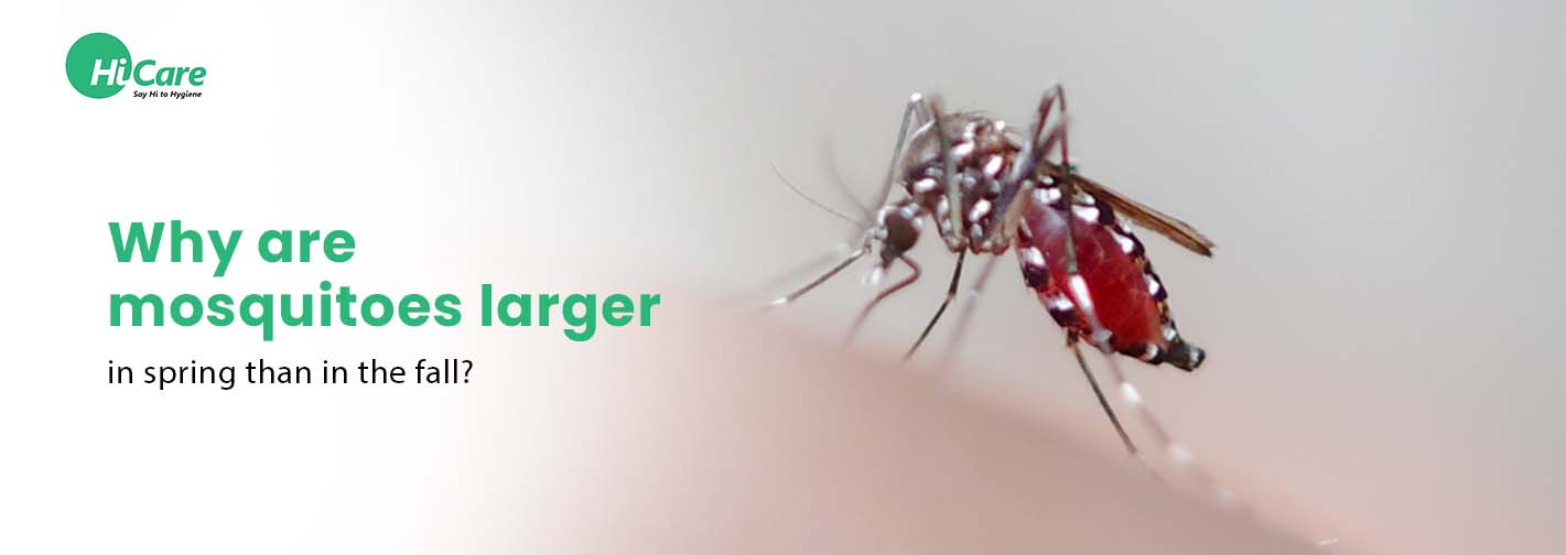 Why are Mosquitoes Larger in Spring than in the Fall?