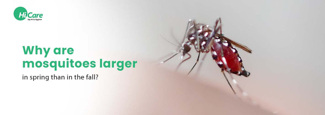 Why are Mosquitoes Larger in Spring than in the Fall?