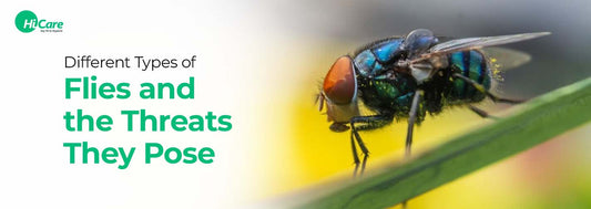 Different Types of Flies and the Threats They Pose