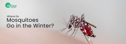 Where Do Mosquitoes Go in the Winter?