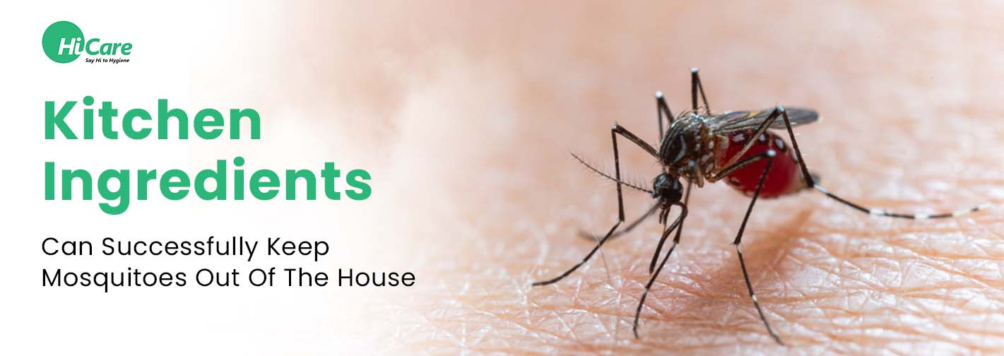 5 Kitchen Ingredients Can Successfully Keep Mosquitoes Out Of The House