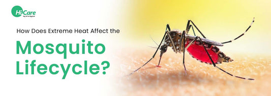 How Does Extreme Heat Affect the Mosquito Lifecycle?