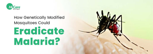 How Genetically Modified Mosquitoes Could Eradicate Malaria?
