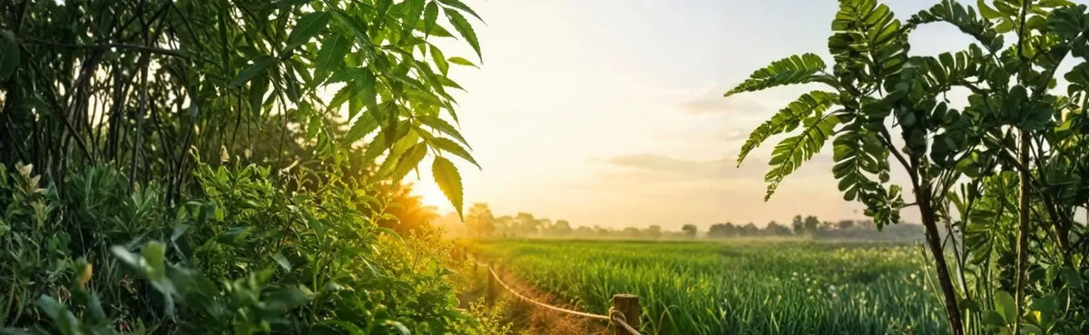Bio-Natural Banner